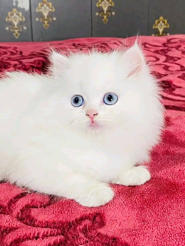 persian kittens triple coat pair for sale contact whatsap 03292450894 1