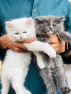 Persian baby kittens for sale