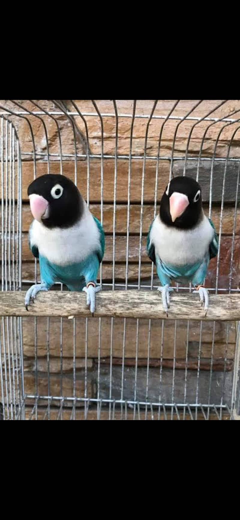 Love bird breeder pair for sale in lahore 0