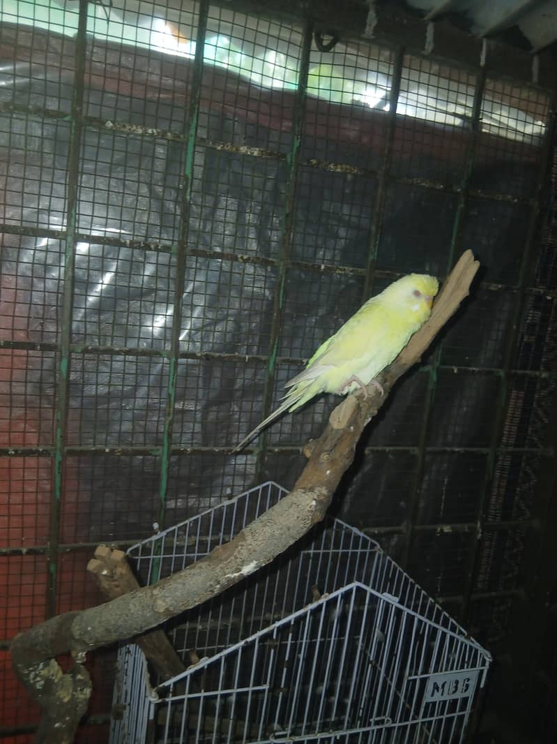 Love bird breeder pair for sale in lahore 1