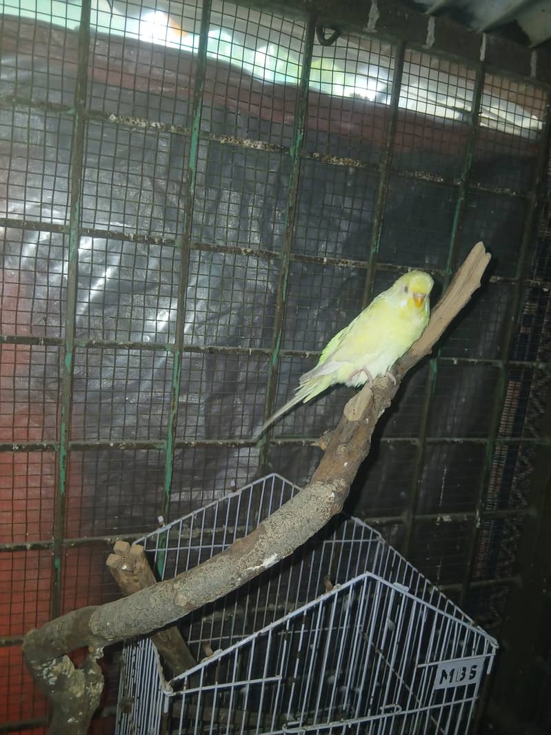 Love bird breeder pair for sale in lahore 2