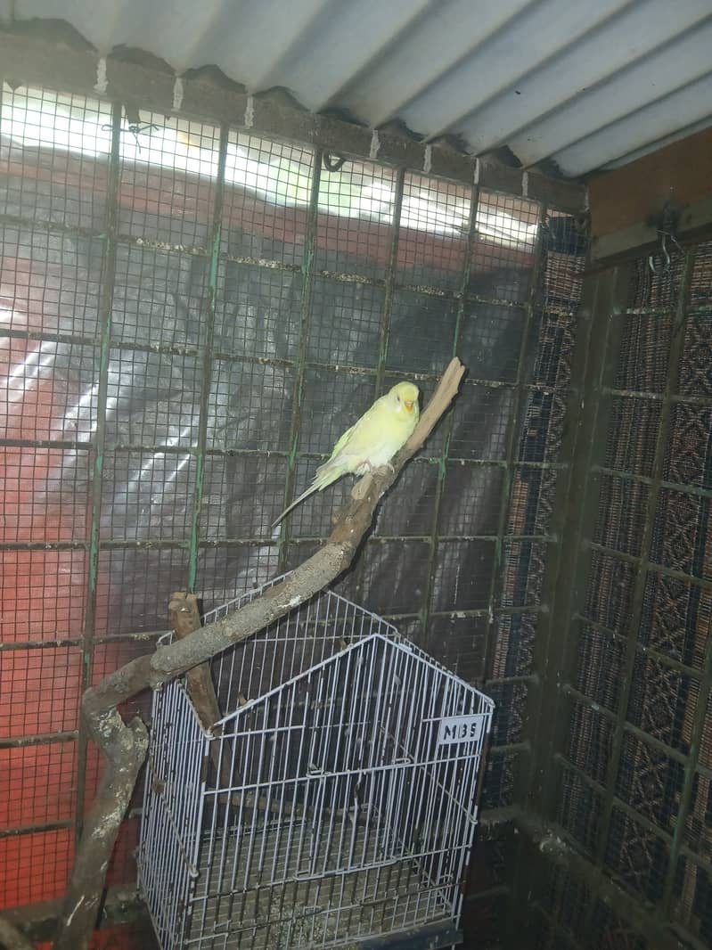 Love bird breeder pair for sale in lahore 3