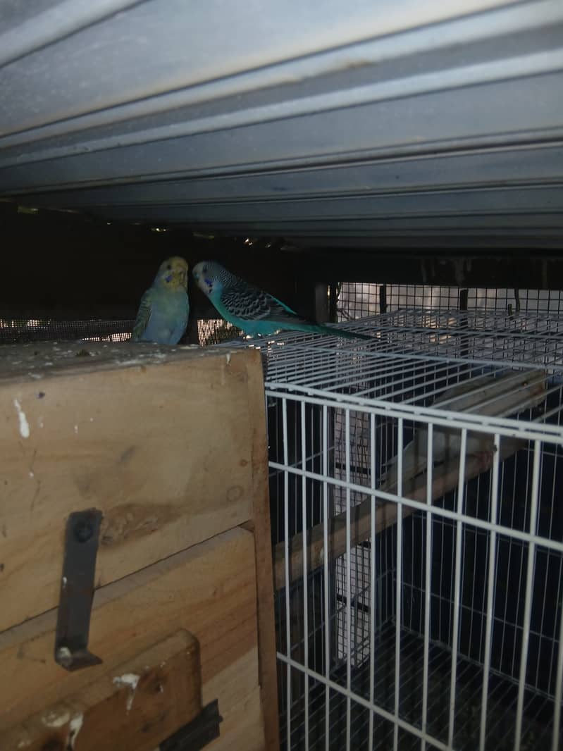 Love bird breeder pair for sale in lahore 4