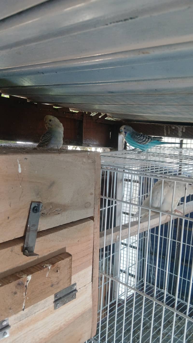 Love bird breeder pair for sale in lahore 5