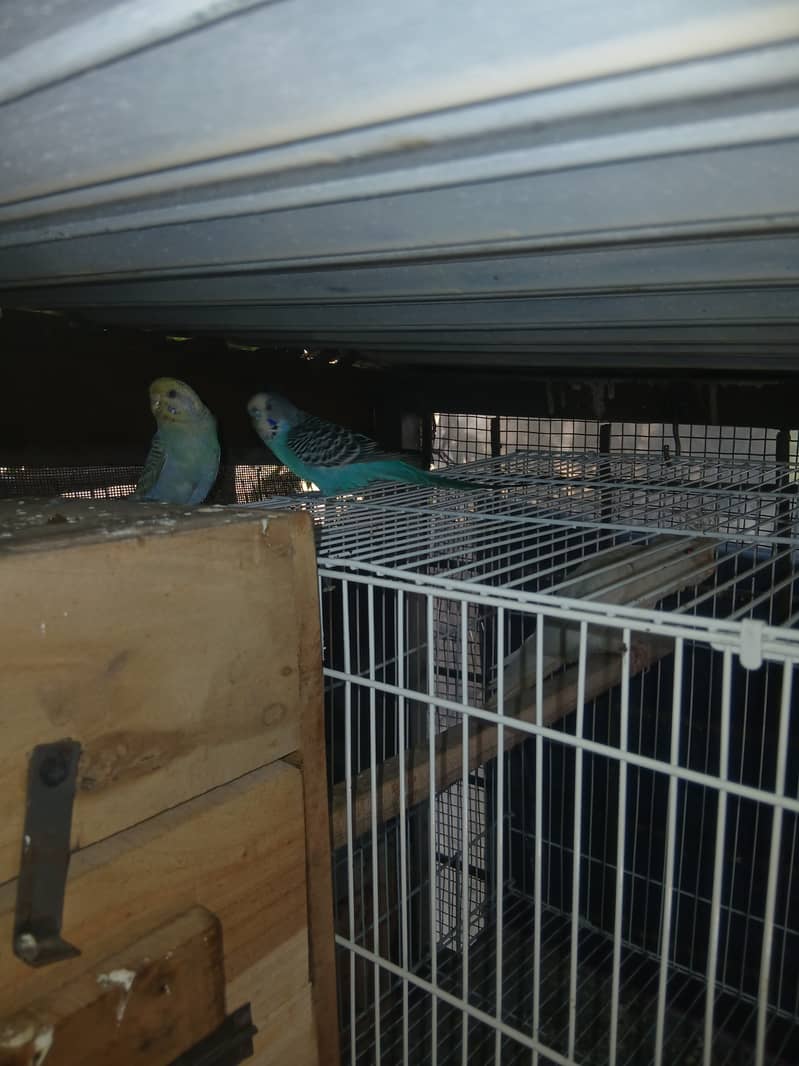 Love bird breeder pair for sale in lahore 6