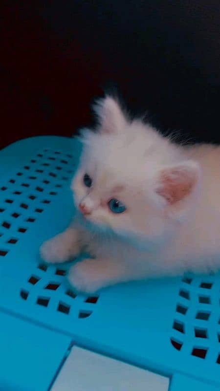 kitten for sale 2