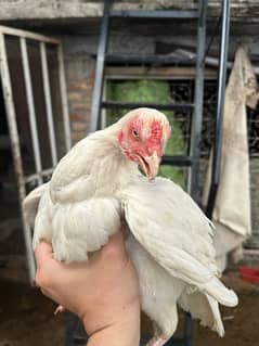 aseel Heera hen for sale