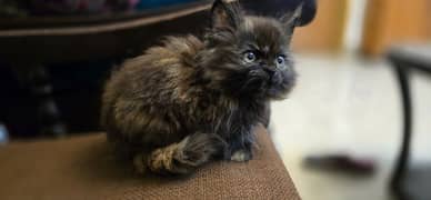 Persian kitten female for sale