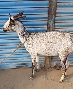 Burbari bakri  pregnant with 2 Male Kids