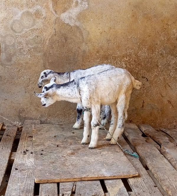 Burbari bakri  pregnant with 2 Male Kids 1