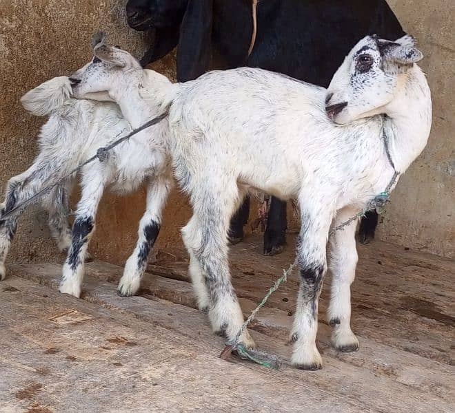 Burbari bakri  pregnant with 2 Male Kids 3