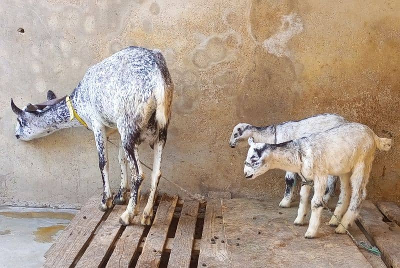 Burbari bakri  pregnant with 2 Male Kids 6