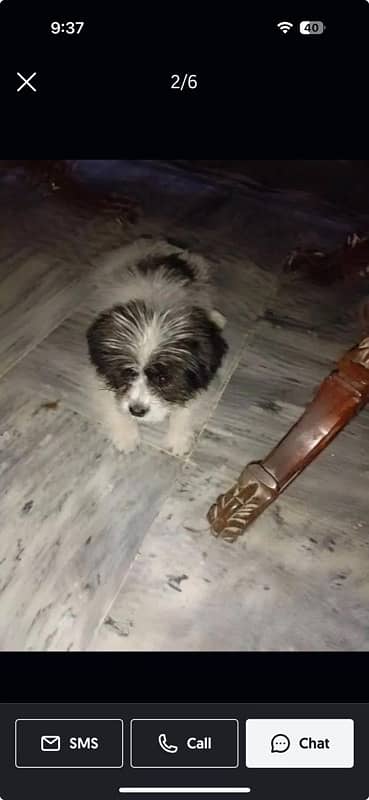 Shih tzu puppy 1