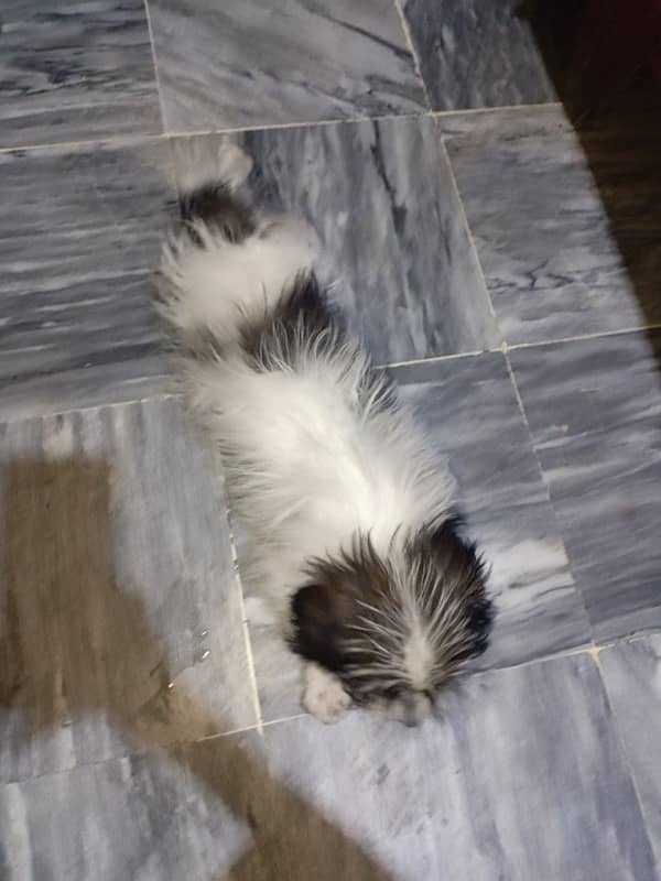 Shih tzu puppy 2