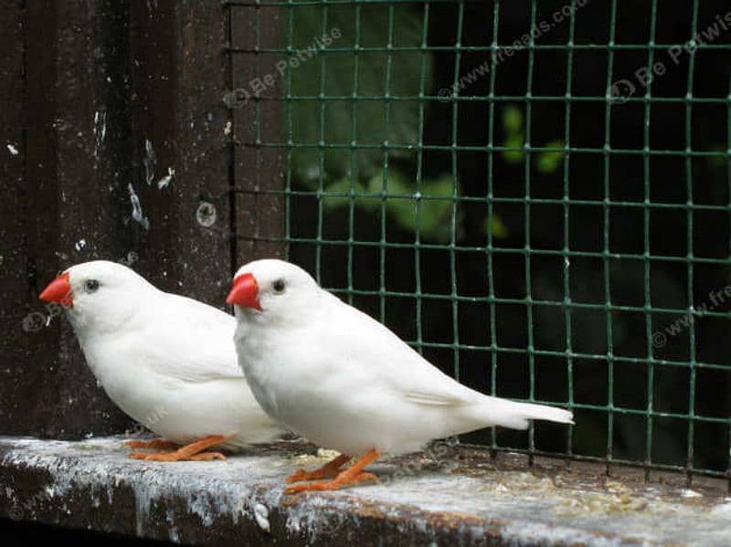 pair of finches 1