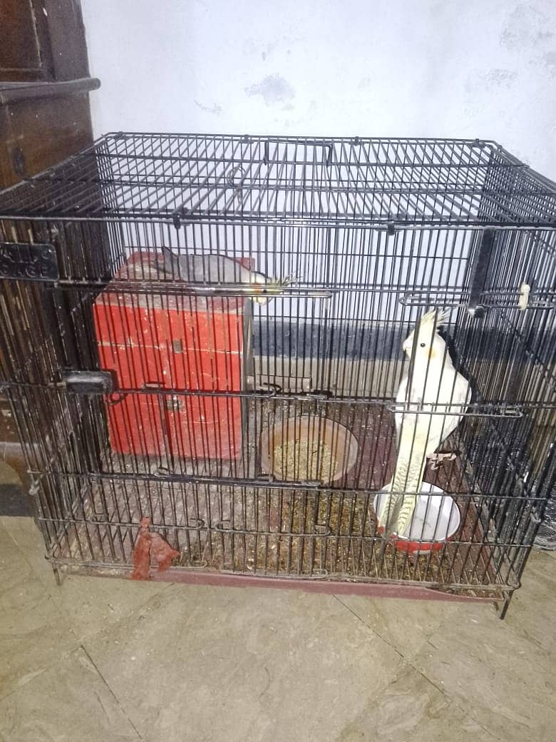 Bird cage 0