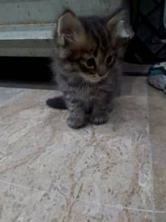 Himalayan perstion kitten