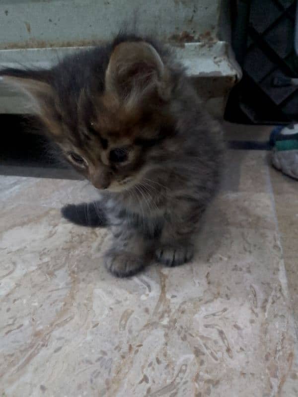 Himalayan perstion kitten 1