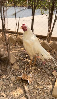 Top quality heera aseel chick available