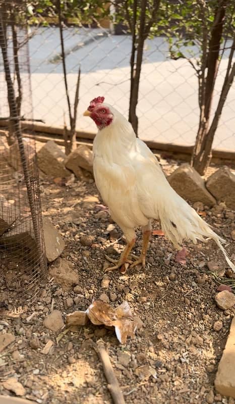 Top quality heera aseel chick available 0