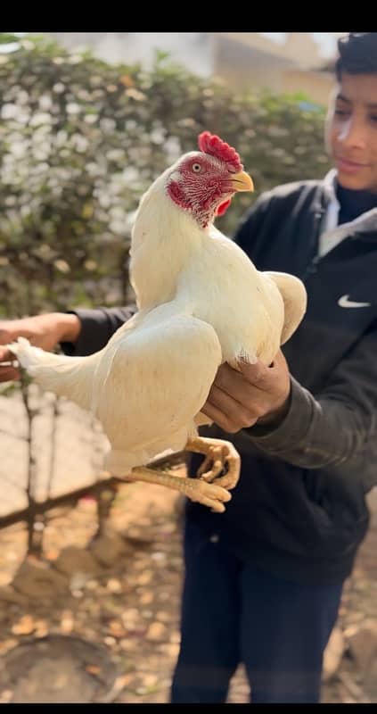 Top quality heera aseel chick available 1