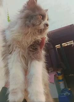 pure Persian female cat for sale