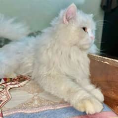 Persian male cat