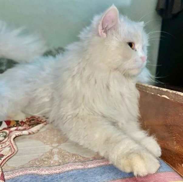 Persian male cat 0