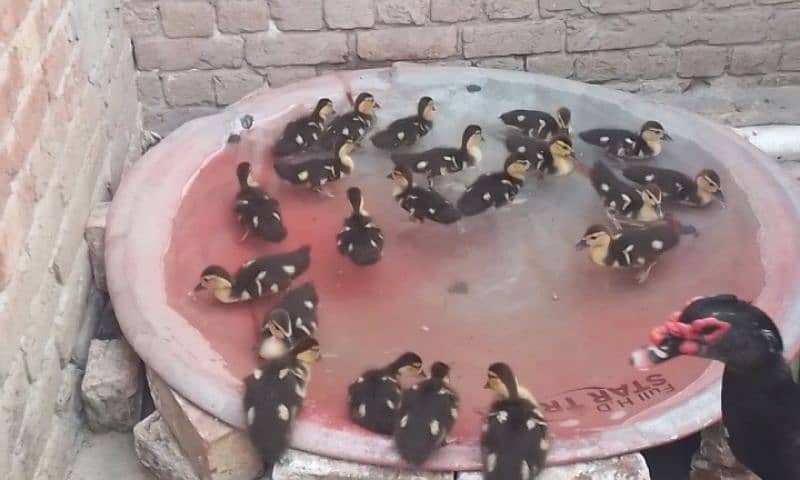 Moscovy Ducklings age 34 days 0