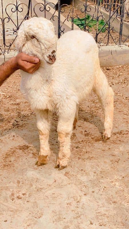 DUMBAY & BAKRAY for sale qurbani 2025 0