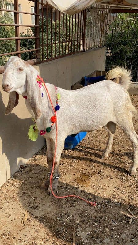 DUMBAY & BAKRAY for sale qurbani 2025 2