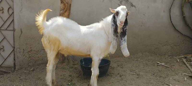 DUMBAY & BAKRAY for sale qurbani 2025 3