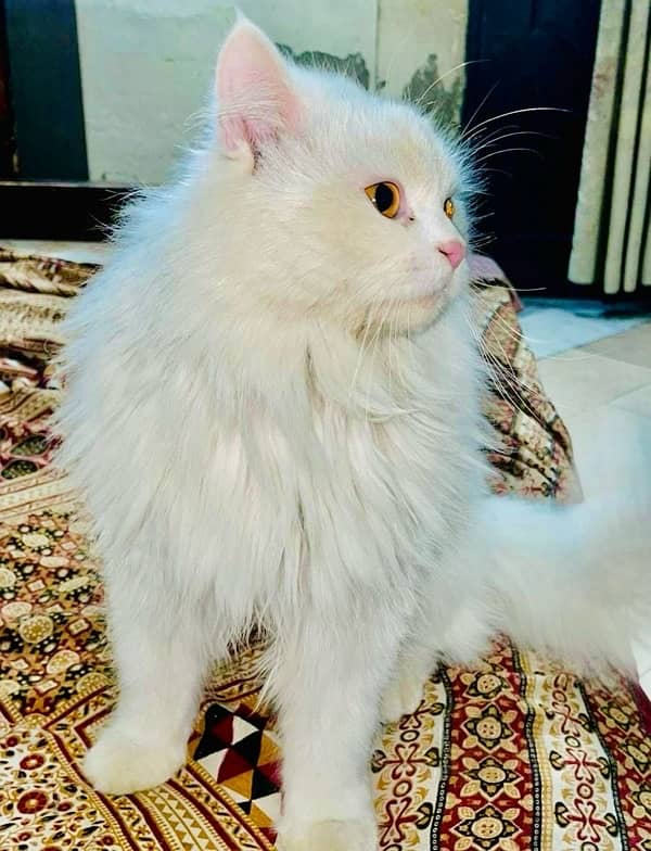 Persian male cat 2