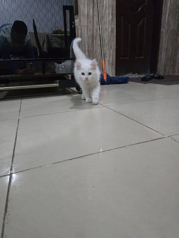 double coated cute persian cat/kitten for urgent sale 3