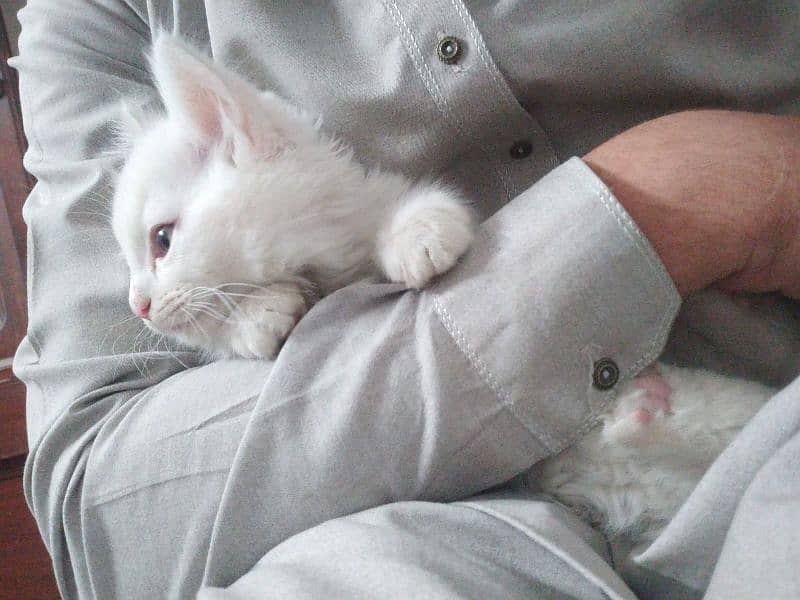 double coated cute persian cat/kitten for urgent sale 4