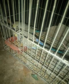 Budgies for sale