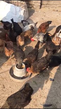 dasi hen’s for sale