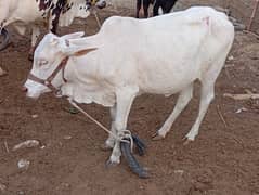 NOKRI BACHRI QURBANI 2025  Dant Tor dai gi meat weight 90kg