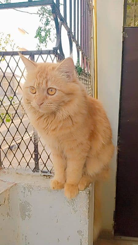 Persian cat for sale 1