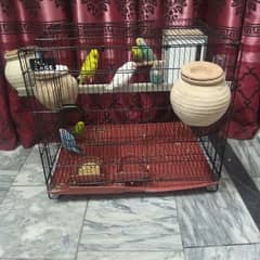 3 pair astrualian all in paring 1pair love bird and big cage