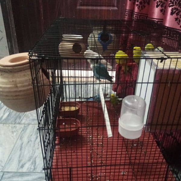 3 pair astrualian all in paring 1pair love bird and big cage 1