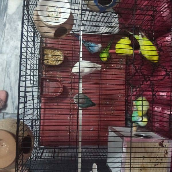 3 pair astrualian all in paring 1pair love bird and big cage 2