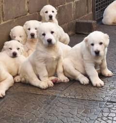 Giant Alabai Puppies available book now