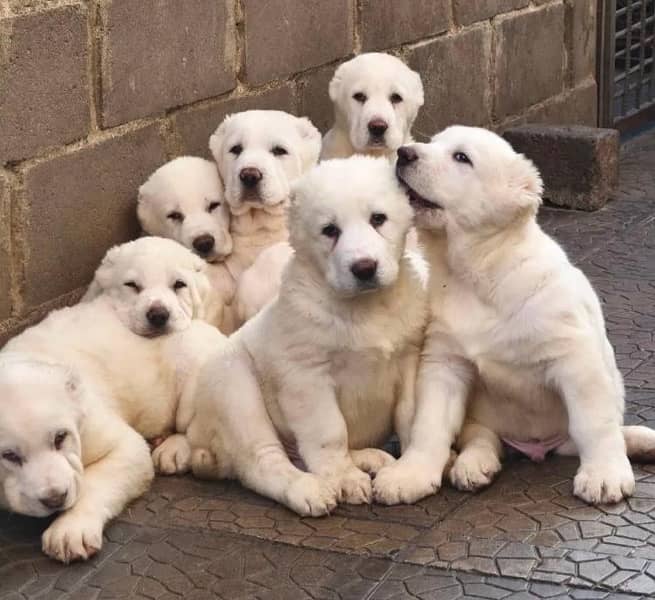 Giant Alabai Puppies available book now 1