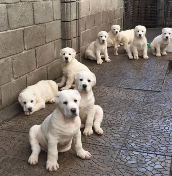 Giant Alabai Puppies available book now 2