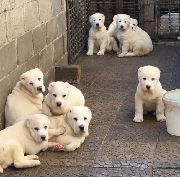 Giant Alabai Puppies available book now 3