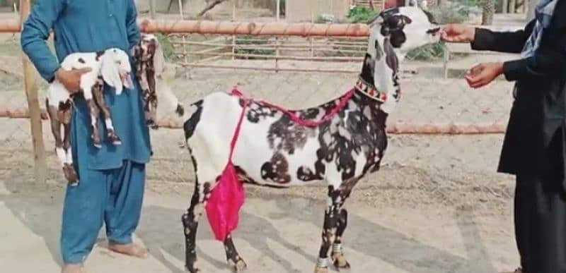 Desi bakri 2 Bacchon Ke Sath For Sale WhatsApp On 0313,4935,145 0