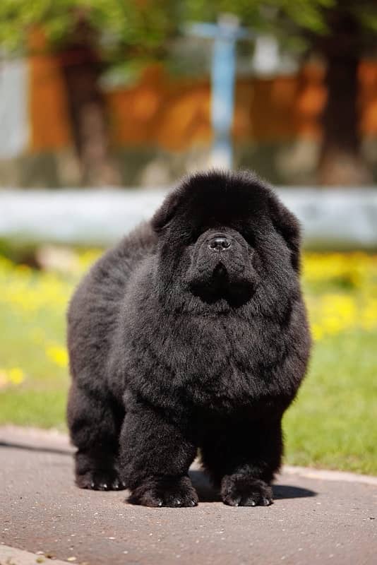 chow chow imported pup available book now 1