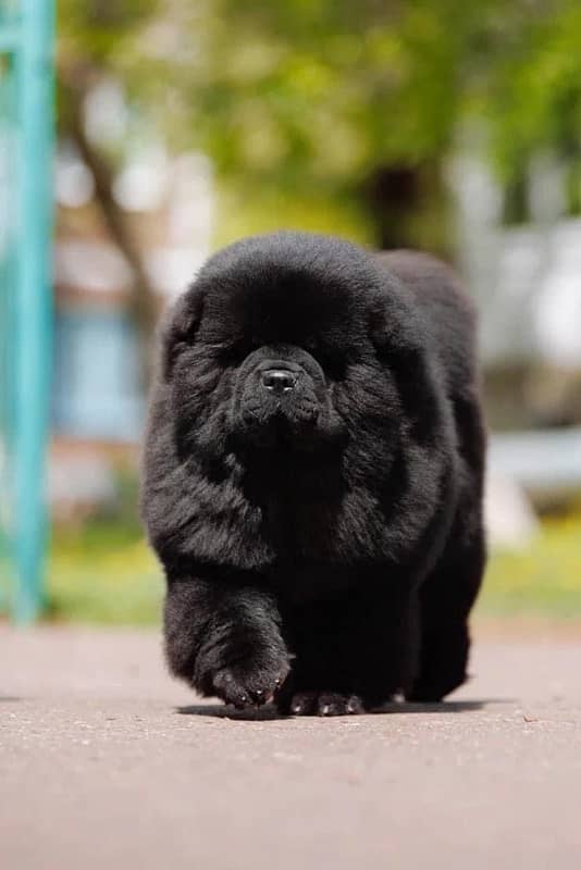 chow chow imported pup available book now 2