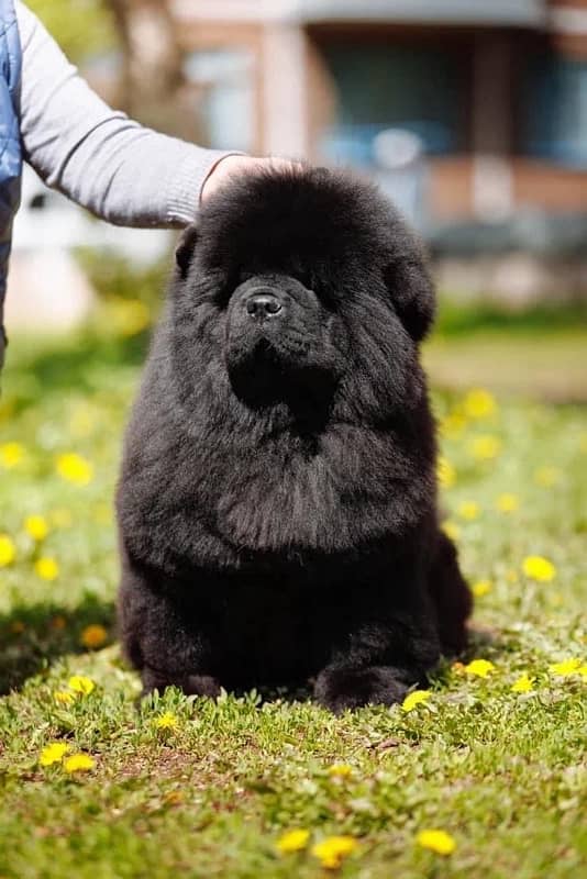 chow chow imported pup available book now 3